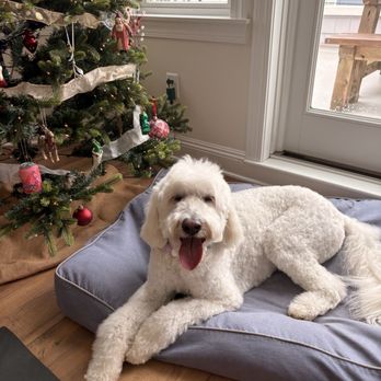 From Head to Paws - Ted after his mobile groomer! - Pet Groomers Near Me From Head to Paws - Ted after his mobile groomer! - Pet Groomers Near Me