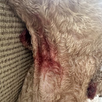 NoNo Pet Grooming - My dog was cut all over his neck at Nono grooming - Pet Groomers Near Me - Pomona, California NoNo Pet Grooming - My dog was cut all over his neck at Nono grooming - Pet Groomers Near Me - Pomona, California