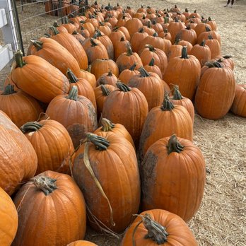 The Pumpkin Patch - Pumpkin Patches Near Me - Orem, Utah