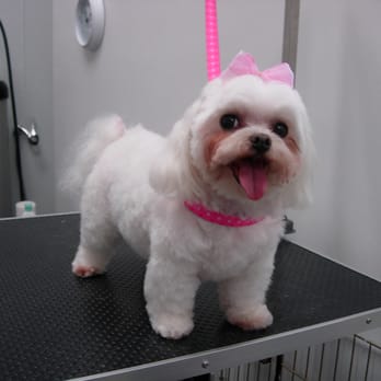 Grooming By Michele - Pet Groomers Near Me - Laguna Niguel, California Grooming By Michele - Pet Groomers Near Me - Laguna Niguel, California