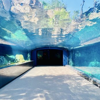Houston Zoo - Underwater tunnel - Zoos Near Me - Houston, Texas Houston Zoo - Underwater tunnel - Zoos Near Me - Houston, Texas