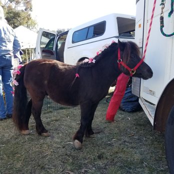 Barnyardcuties - Sugarstar getting ready. - Petting Zoos Near Me - Escondido, California