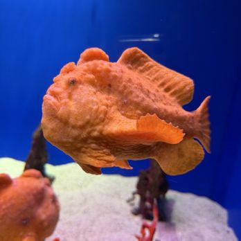 Maui Ocean Center - Aquariums Near Me - Wailuku, Hawaii Maui Ocean Center - Aquariums Near Me - Wailuku, Hawaii