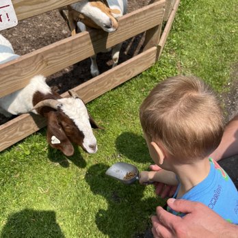 Schoolhouse Earth - Feeding the goats - Gift Shops Near Me - Friendsville, Maryland Schoolhouse Earth - Feeding the goats - Gift Shops Near Me - Friendsville, Maryland