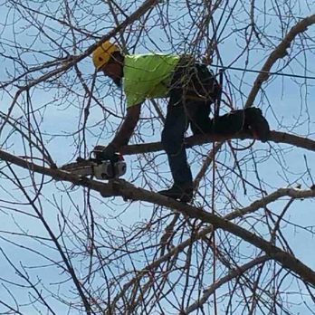 Limb Walkers Tree Service - Limb Walkers, Limb Walking. - Tree Services Near Me - Wheat Ridge, Colorado