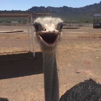 Rooster Cogburn Ostrich Ranch - Petting Zoos Near Me - Picacho, Arizona Rooster Cogburn Ostrich Ranch - Petting Zoos Near Me - Picacho, Arizona