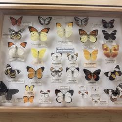 Trout Lake Nature Center - Butterfly
