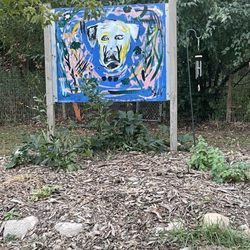 Bald Eagle - Off-Leash Dog Park