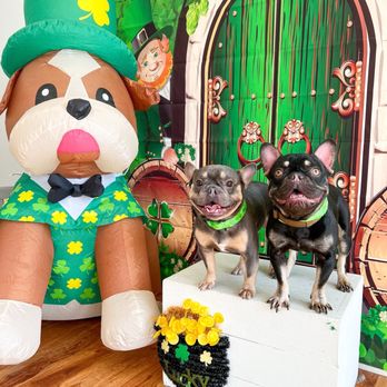 Unity Bulldogs Pet Grooming - Pet Groomers Near Me - San Jose, California Unity Bulldogs Pet Grooming - Pet Groomers Near Me - San Jose, California