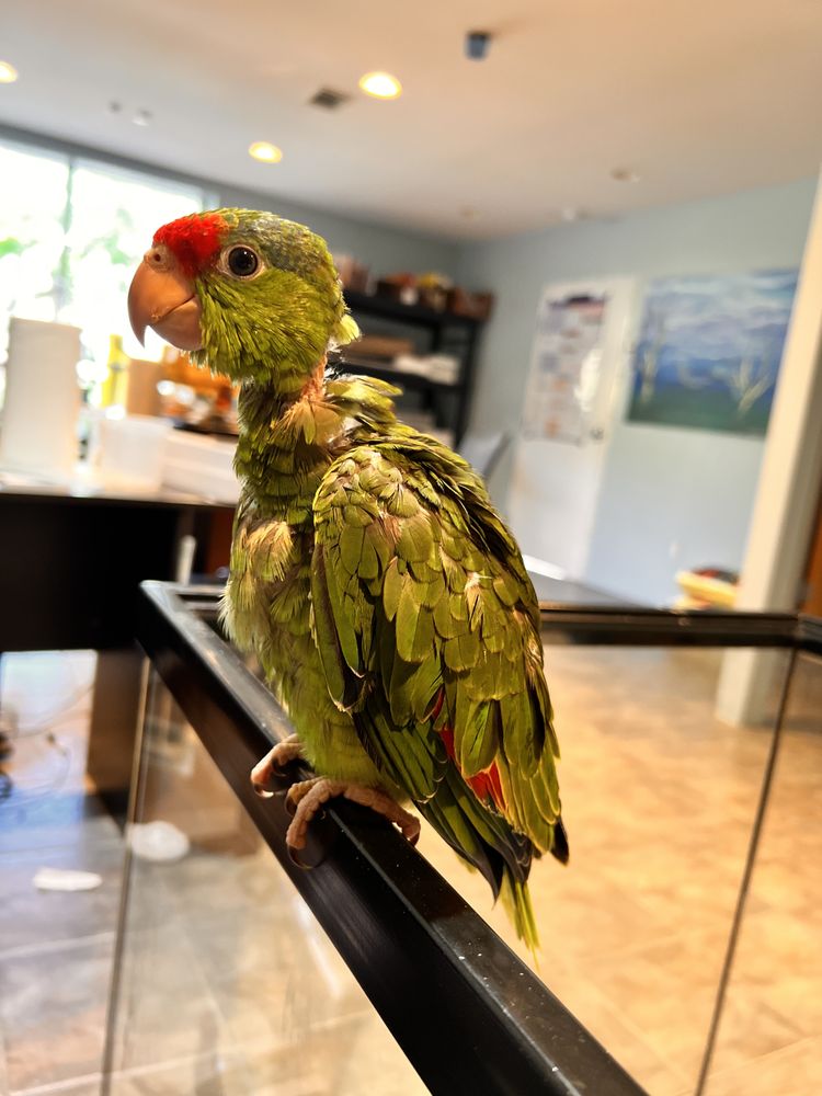 ONE STOP BIRD SHOP Updated May 2024 5121 Santa Fe St, San Diego