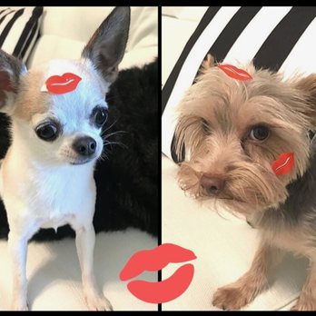 Sweet Paws Inn - Covered in love and smooches at Sweet Paws Inn! - Pet Boarding Near Me - Greer, South Carolina Sweet Paws Inn - Covered in love and smooches at Sweet Paws Inn! - Pet Boarding Near Me - Greer, South Carolina