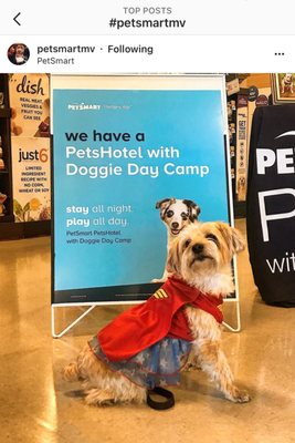 petsmart worm medicine for dogs