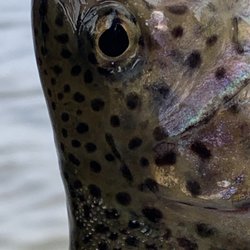 Morton Park - Rainbow trout
