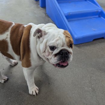 Camp Bow Wow - happy dog - Pet Boarding Near Me - San Ramon, California
