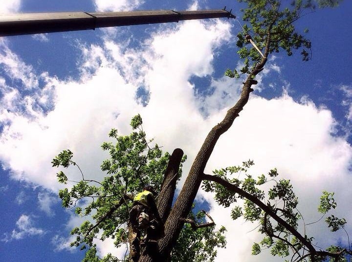 White Birch Tree Service - tree service in Livingston, NJ
