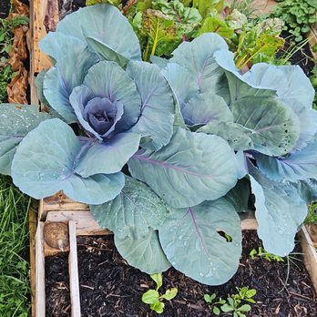 Michael Brothers Nursery - Cabbages I planted bought as transplants from Michael Bros. - Nurseries & Gardening Near Me - Russellton, Pennsylvania Michael Brothers Nursery - Cabbages I planted bought as transplants from Michael Bros. - Nurseries & Gardening Near Me - Russellton, Pennsylvania