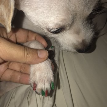 PetSmart Dog Training - X-mas themed nails - Pet Training Near Me - Cumming, Georgia PetSmart Dog Training - X-mas themed nails - Pet Training Near Me - Cumming, Georgia