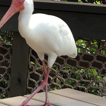 Disney's Blizzard Beach Water Park - Birdy! Our lunch guest!!! - Water Parks Near Me - Orlando, Florida Disney's Blizzard Beach Water Park - Birdy! Our lunch guest!!! - Water Parks Near Me - Orlando, Florida