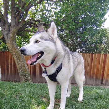 Pet Nanny Paso - Buibui! - Pet Sitting Near Me