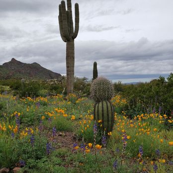 Picacho Peak State Park - Parks Near Me Picacho Peak State Park - Parks Near Me