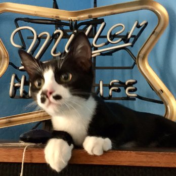 Joybound - I'm a happy ARF prince! - Animal Shelters Near Me - Walnut Creek, California Joybound - I'm a happy ARF prince! - Animal Shelters Near Me - Walnut Creek, California