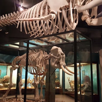 Field Museum - Museums Near Me - Chicago, Illinois Field Museum - Museums Near Me - Chicago, Illinois