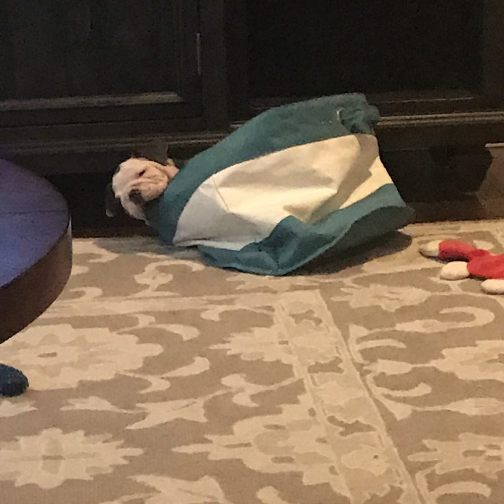American Steam Pros Carpet Cleaning - My rug and the puppy that peed on it making us needing it clean. Would like it back. - Carpet Cleaning Near Me American Steam Pros Carpet Cleaning - My rug and the puppy that peed on it making us needing it clean. Would like it back. - Carpet Cleaning Near Me