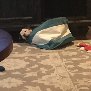 American Steam Pros Carpet Cleaning - My rug and the puppy that peed on it making us needing it clean. Would like it back. - Carpet Cleaning Near Me American Steam Pros Carpet Cleaning - My rug and the puppy that peed on it making us needing it clean. Would like it back. - Carpet Cleaning Near Me