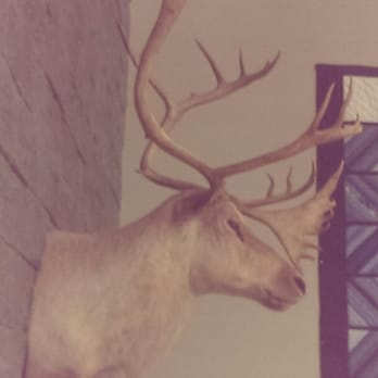 Talkeetna Alaskan Lodge - Deer - Hotels Near Me - Talkeetna, Alaska