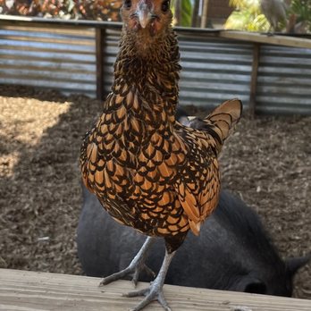Springtime Farms - Chicken! - Nurseries & Gardening Near Me - North Fort Myers, Florida Springtime Farms - Chicken! - Nurseries & Gardening Near Me - North Fort Myers, Florida