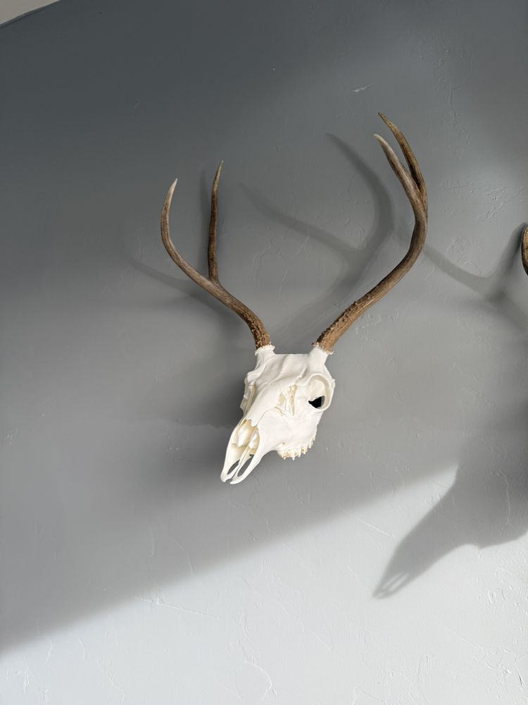 High Desert Skullworks - taxidermy in Prescott Valley, AZ