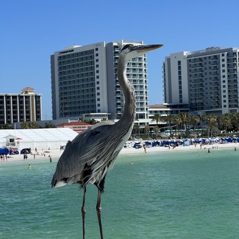 Clearwater Beach - Beaches Near Me Clearwater Beach - Beaches Near Me