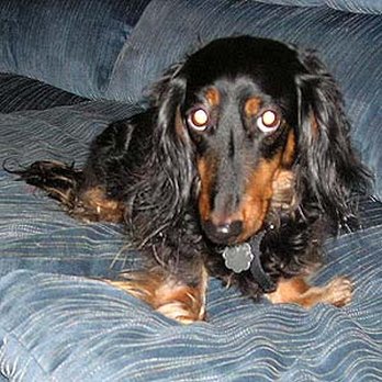 Pets Trust Us Pet Sitting - Welcome to my couch! - Pet Sitting Near Me - Marietta, Georgia Pets Trust Us Pet Sitting - Welcome to my couch! - Pet Sitting Near Me - Marietta, Georgia