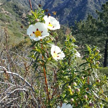 Echo Mountain via the Sam Merrill Trail - Parks Near Me - Altadena, California Echo Mountain via the Sam Merrill Trail - Parks Near Me - Altadena, California
