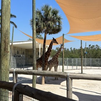 Naples Zoo - Giraffes - Zoos Near Me - Naples, Florida