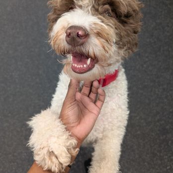 Dogtopia - Pet Boarding Near Me - Fort Lauderdale, Florida Dogtopia - Pet Boarding Near Me - Fort Lauderdale, Florida