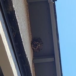 Wasp Nests Wasp Nests