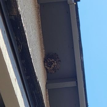 Valley Integrated Pest Control - Wasp Nests - Pest Control Near Me - Fresno, California Valley Integrated Pest Control - Wasp Nests - Pest Control Near Me - Fresno, California