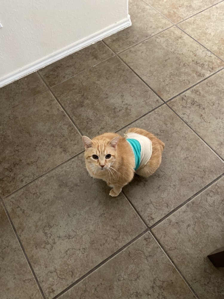 BEST CARE ANIMAL HOSPITAL Updated October 2024 17 Photos & 21