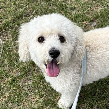Shiffer Park - Finn is a Happy Camper at Shiffer Park - Parks Near Me - Costa Mesa, California Shiffer Park - Finn is a Happy Camper at Shiffer Park - Parks Near Me - Costa Mesa, California