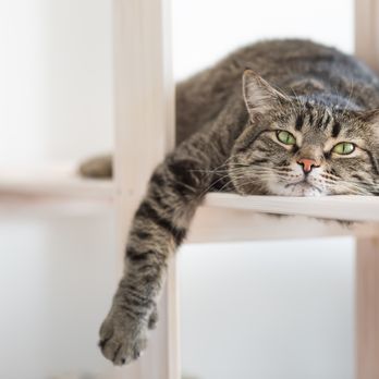 Creekside Pet Boarding - Just say no to catnip. - Pet Training Near Me - Arroyo Grande, California Creekside Pet Boarding - Just say no to catnip. - Pet Training Near Me - Arroyo Grande, California