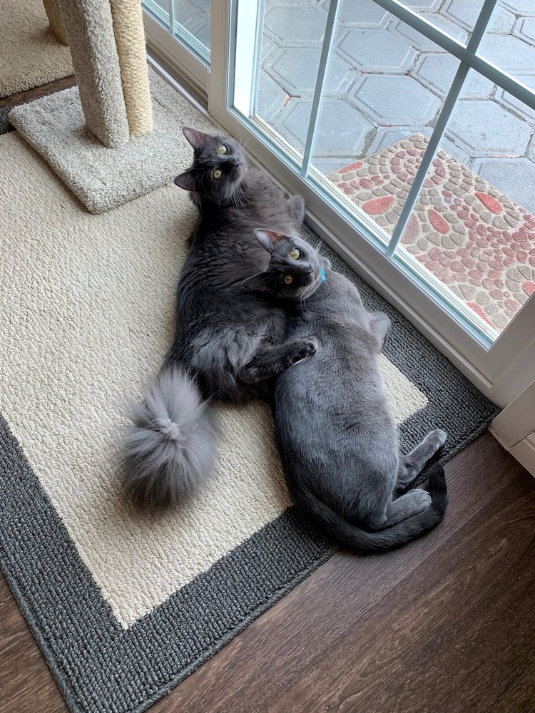 JULIE’S PET SITTING 38 Photos & 46 Reviews Pet Sitting Corona, CA