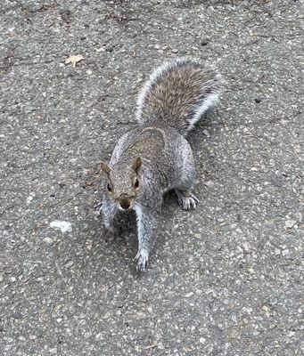 Fort Tryon Park by null