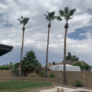 Arbor Care Tree Service - This is after on those same 3 tall trees - Tree Services Near Me Arbor Care Tree Service - This is after on those same 3 tall trees - Tree Services Near Me