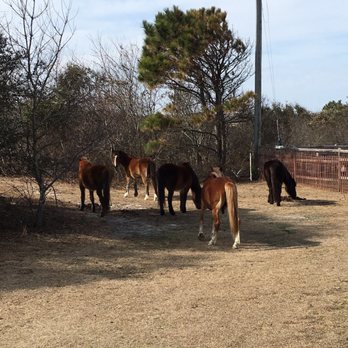 Back Beach Wild Horse Tours - Tours Near Me - Corolla, North Carolina