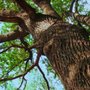 Photo of Shackleford Tree Service