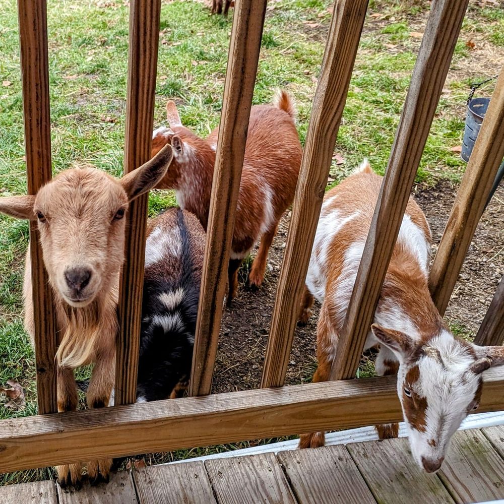 Pure Passions Farm - Happy goats! - Attraction Farms Near Me - Kent, Ohio