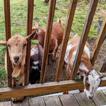 Pure Passions Farm - Happy goats! - Attraction Farms Near Me - Kent, Ohio Pure Passions Farm - Happy goats! - Attraction Farms Near Me - Kent, Ohio