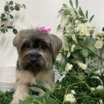Pet Stop Grooming - Pet Groomers Near Me - Garden Grove, California
