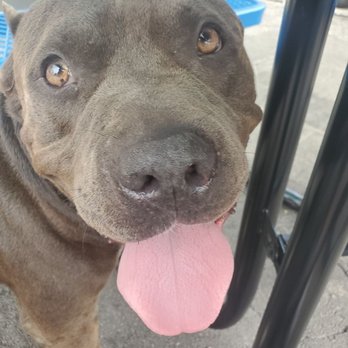 Premier Choice Auto Solutions - One of their dogs - Auto Repair Near Me - Miramar, Florida